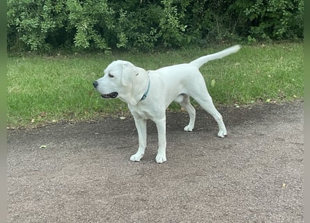  White Fury vom Rabeneck 