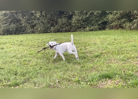  White Fury vom Rabeneck 