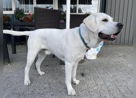  White Fury vom Rabeneck 