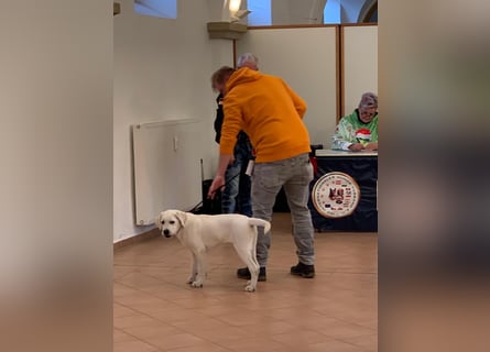  White Fury vom Rabeneck 