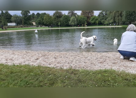  White Fury vom Rabeneck 