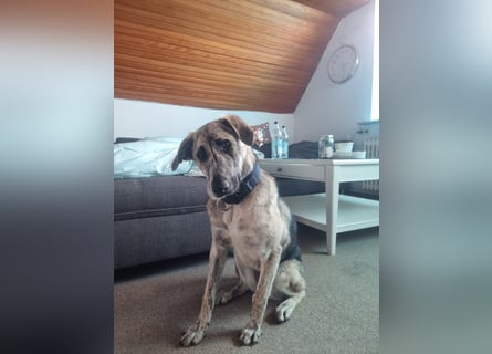 Cheyenne: Traumhund ohne Wenn und Aber