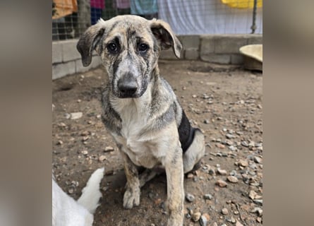 Cheyenne: Traumhund ohne Wenn und Aber