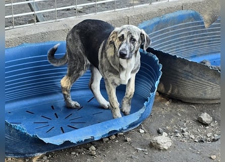 Cheyenne: Traumhund ohne Wenn und Aber