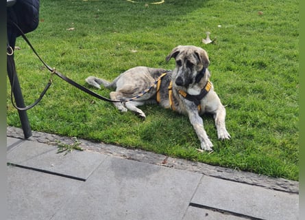 Cheyenne: Traumhund ohne Wenn und Aber