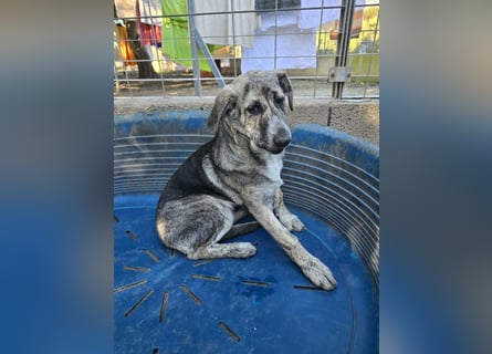 Cheyenne: Traumhund ohne Wenn und Aber