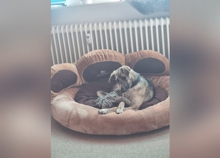 Cheyenne: Traumhund ohne Wenn und Aber