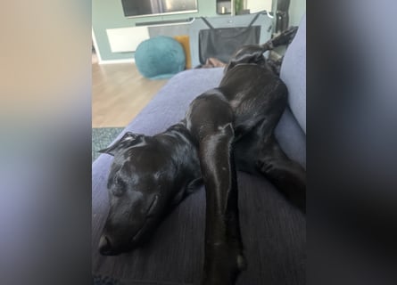 Suche ein neues zu Hause