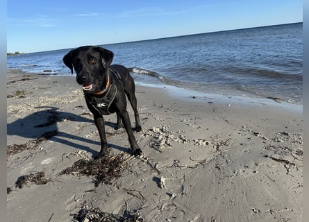 Suche ein neues zu Hause