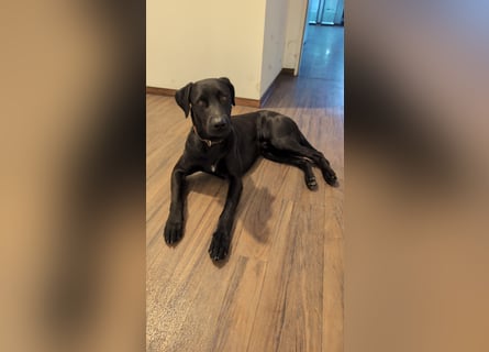 Suche ein neues zu Hause