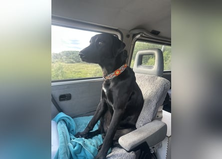 Suche ein neues zu Hause