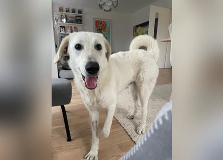 Teo:  er wäre gern Familienhund