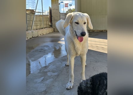 Teo:  er wäre gern Familienhund