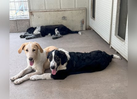 Trilly: ein Schatz für die ganze Familie