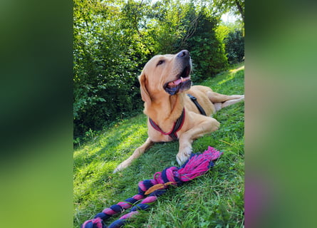 Cirilo: wünscht sich einen Garten und 1000 Streichelhände