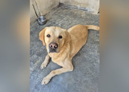 Cirilo: wünscht sich einen Garten und 1000 Streichelhände