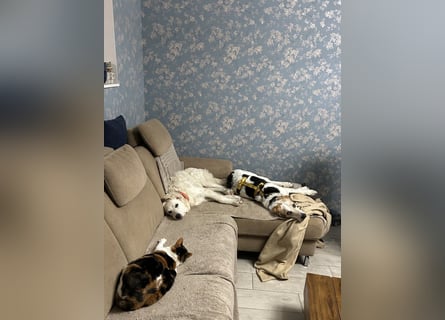 Anouk: suche Herzensmensch mit Hund