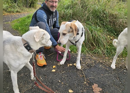 Anouk: suche Herzensmensch mit Hund