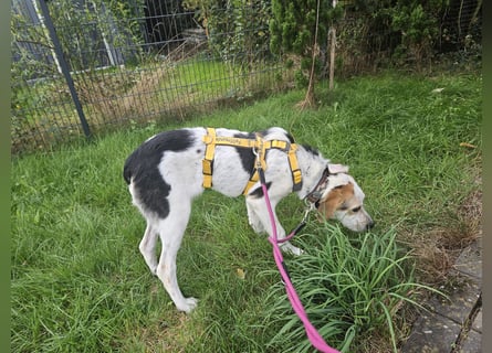 Anouk: suche Herzensmensch mit Hund