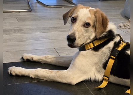 Anouk: suche Herzensmensch mit Hund Anouk: suche Herzensmensch mit Hund
