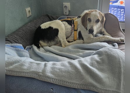 Anouk: suche Herzensmensch mit Hund