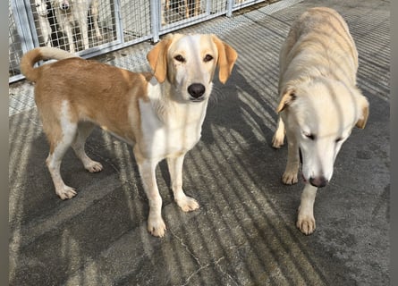 Trilly: ein Schatz für die ganze Familie