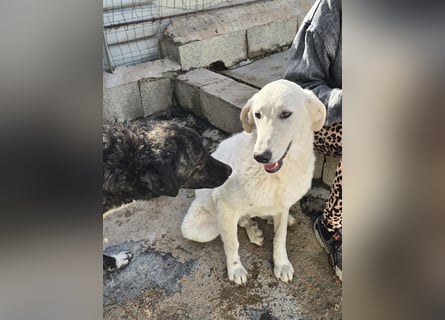 Teo:  er wäre gern Familienhund