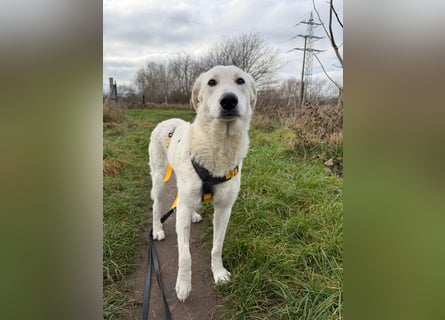 Teo:  er wäre gern Familienhund