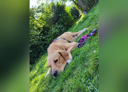 Cirilo: wünscht sich einen Garten und 1000 Streichelhände