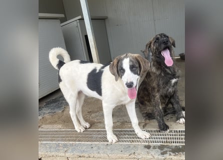 Carlo: was will man mehr?