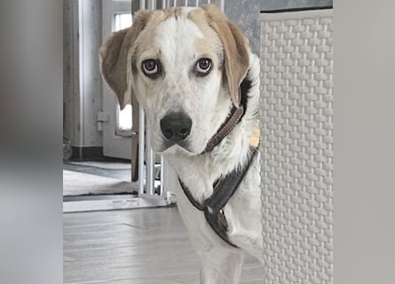 Anouk: suche Herzensmensch mit Hund