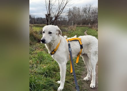 Teo:  er wäre gern Familienhund