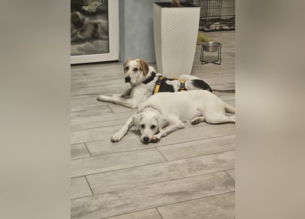 Anouk: suche Herzensmensch mit Hund