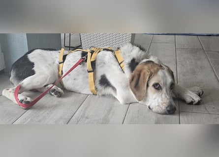 Anouk: suche Herzensmensch mit Hund