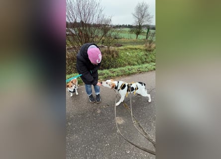 Anouk: suche Herzensmensch mit Hund