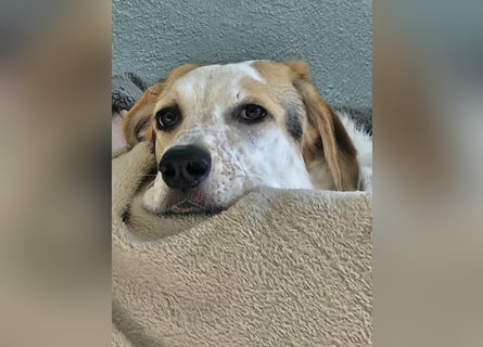 Anouk: suche Herzensmensch mit Hund