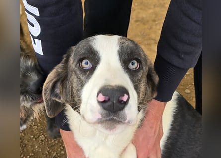 Carlo: ihn muss man lieb haben