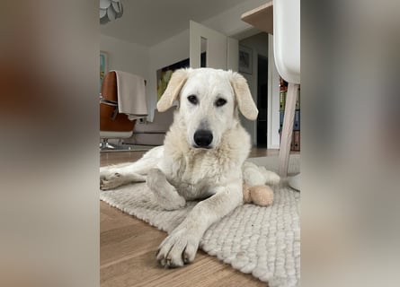 Teo:  er wäre gern Familienhund