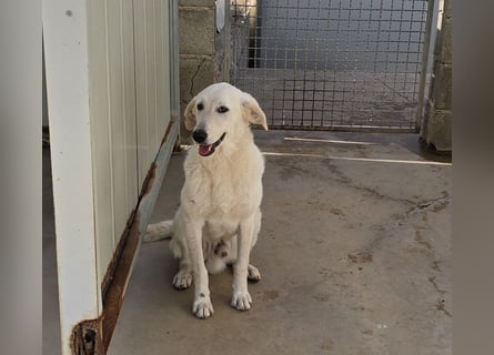 Teo:  er wäre gern Familienhund