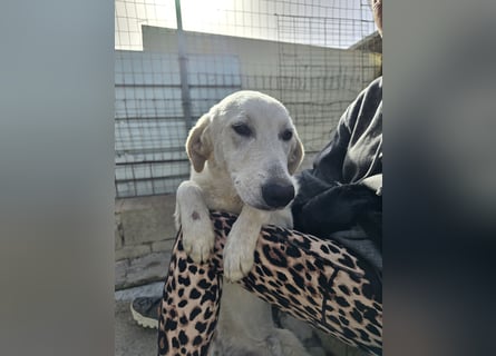 Teo:  er wäre gern Familienhund