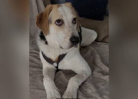 Anouk: suche Herzensmensch mit Hund