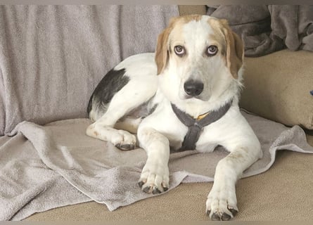 Anouk: suche Herzensmensch mit Hund