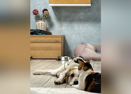 Anouk: Angsthäschen sucht Familienanschluss