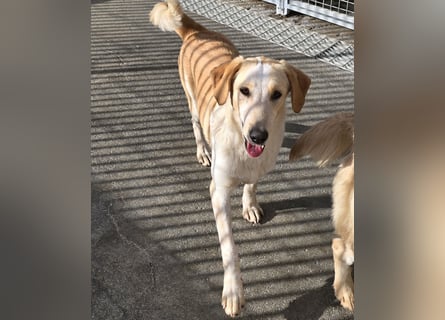 Trilly: ein Schatz für die ganze Familie