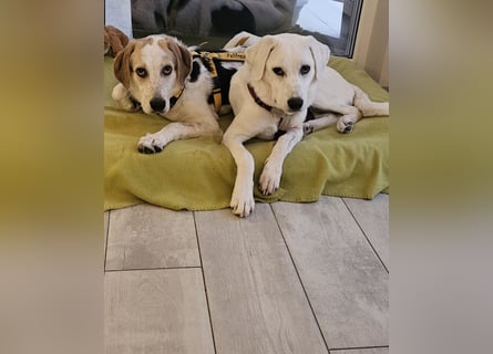 Anouk: suche Herzensmensch mit Hund