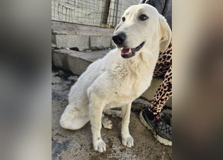 Teo:  er wäre gern Familienhund