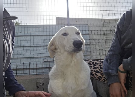 Teo:  er wäre gern Familienhund