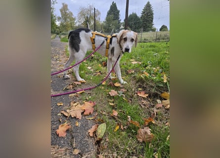 Anouk: suche Herzensmensch mit Hund