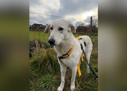 Teo:  er wäre gern Familienhund