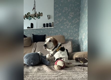 Anouk: suche Herzensmensch mit Hund